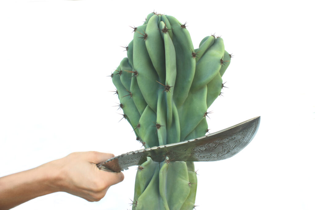 propagate cactus from cutting