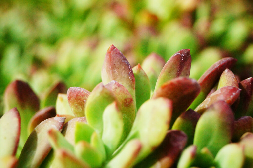 take care of fleshy plants