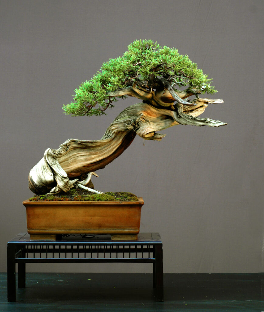 dwarfed juniper tree