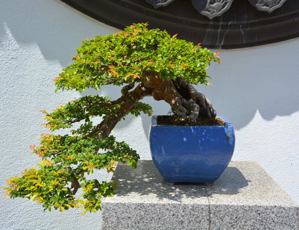 bonsai