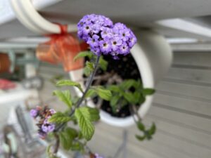 heliotrope indoor