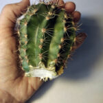 propagate cactus from cutting