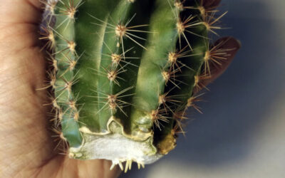 propagate cactus from cutting