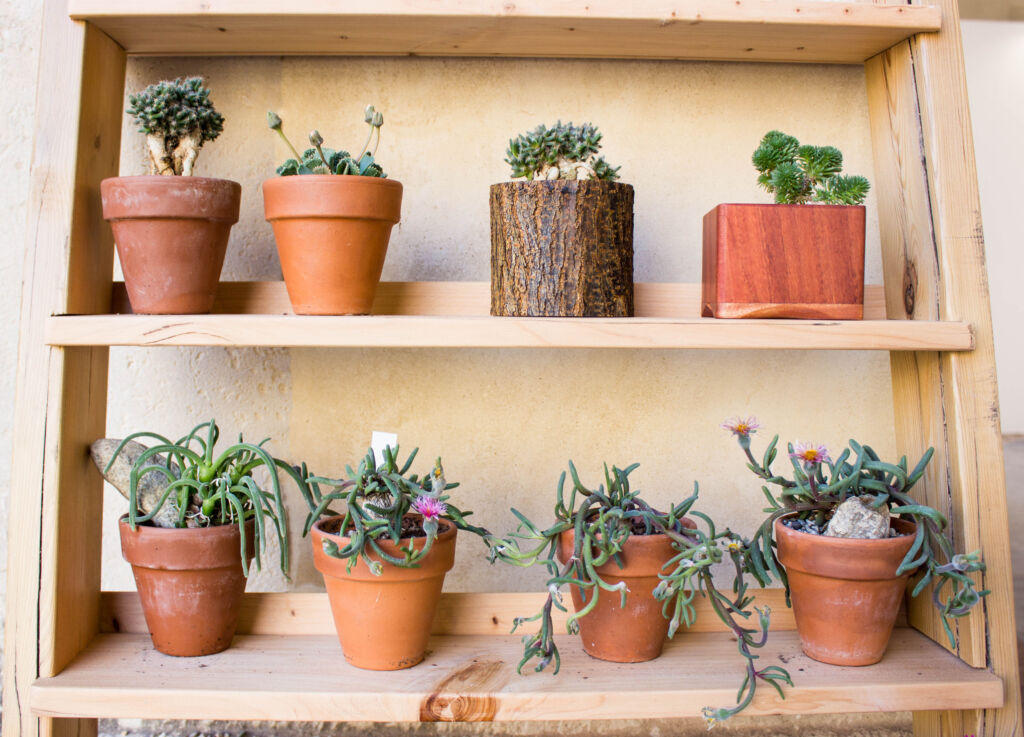 outdoor cacti decoration