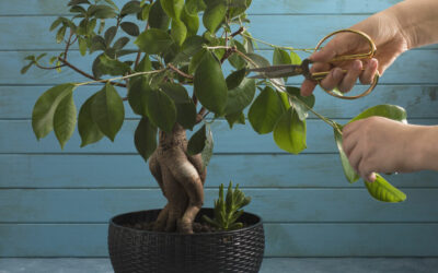 bonsai techniques