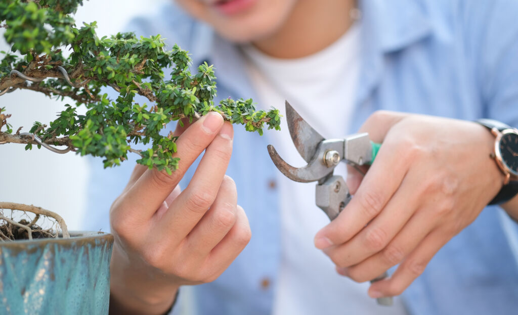 bonsai pruning