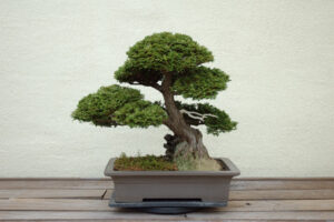 bonsai art