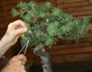 bonsai techniques