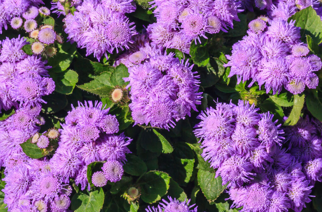 Floss Flower