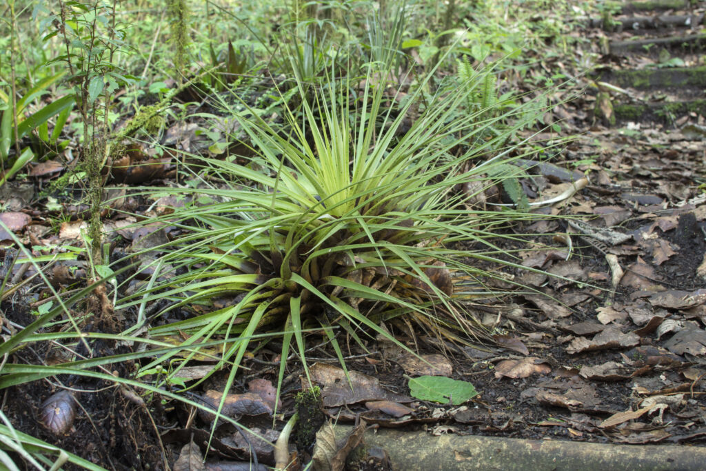 Fuchsii V Gracilis (Tillandsia Fuchsii)