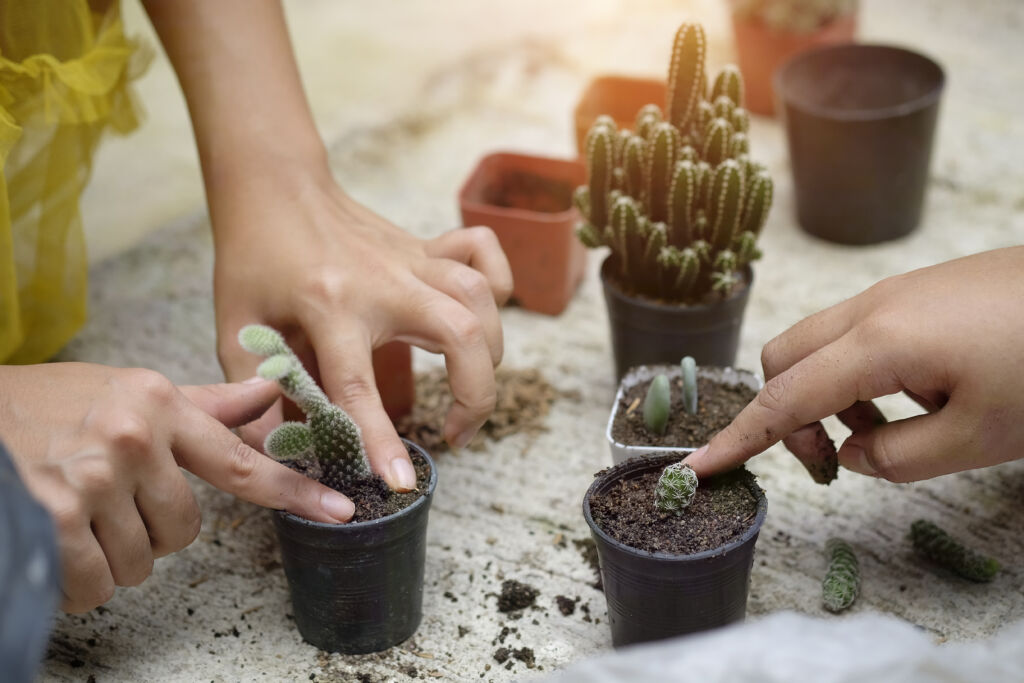 propagate cactus