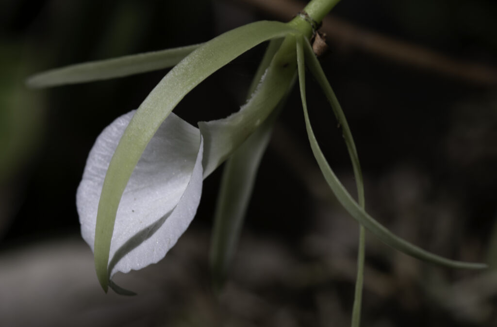 Dancing Lady Orchids