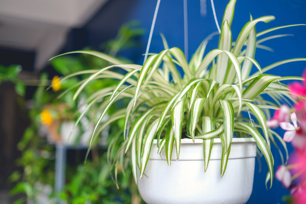 Spider Air Plants