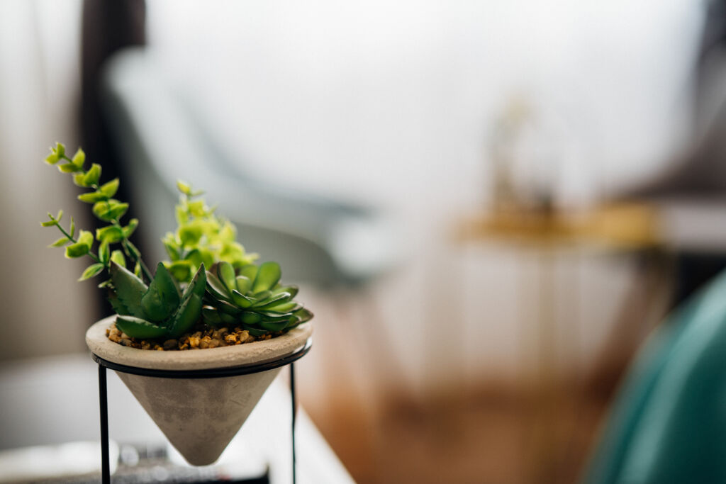    Fertilizing Indoor Succulents