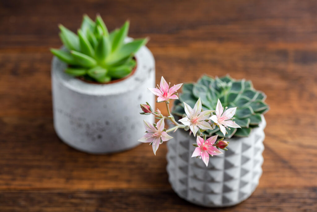 Concrete Pots