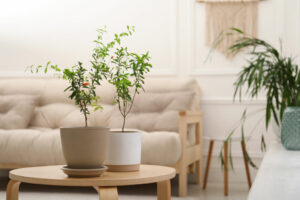 Bonsai Trees Inside Houses