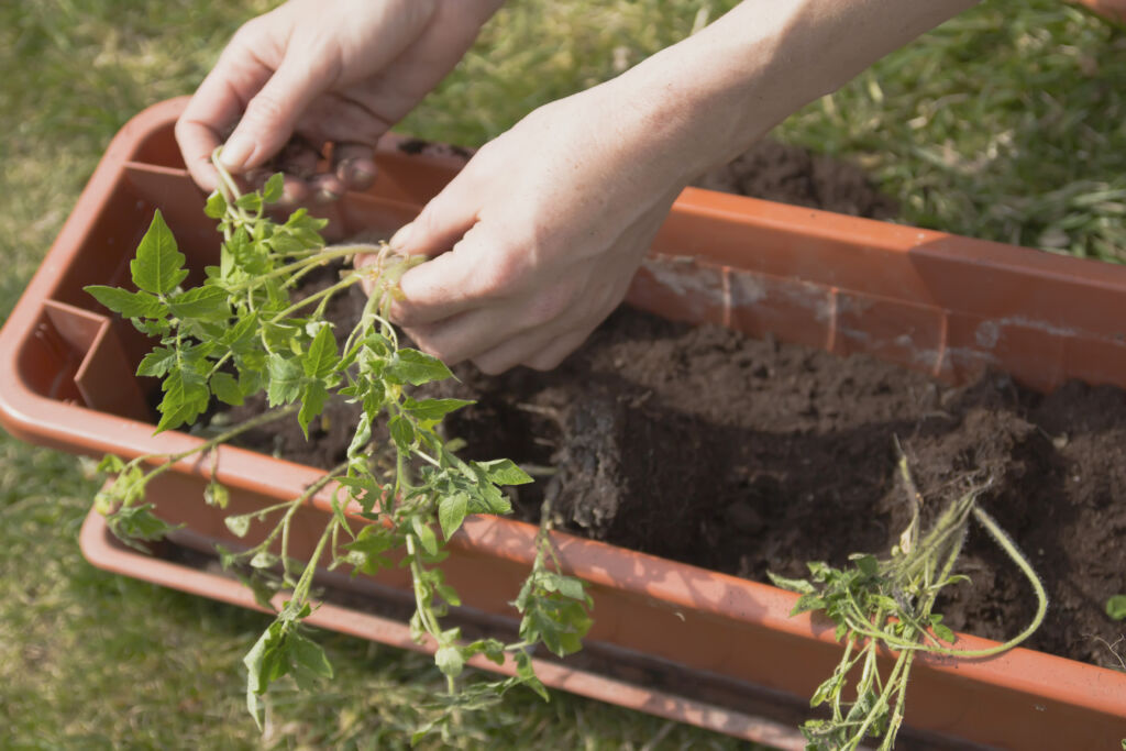 Self-Watering Pots