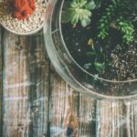 Best Cactus Terrarium Plants