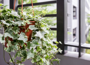 indoor kitchen plants