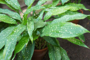 indoor kitchen plants