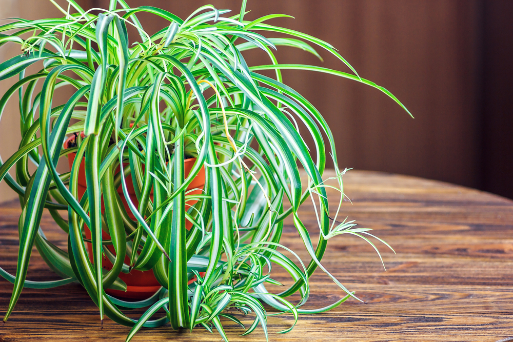 indoor kitchen plants