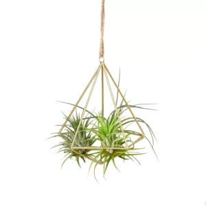 Air plant display hanger