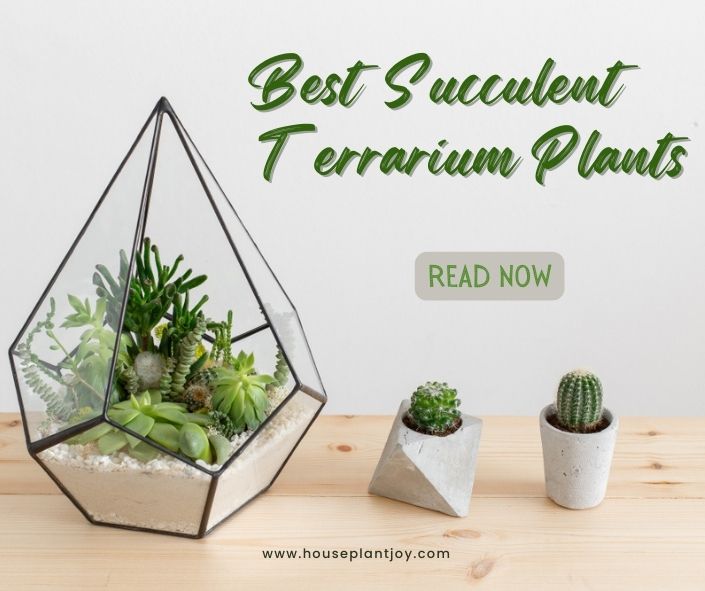 Title-Best Succulent Terrarium Plants