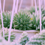 Burros Tail Houseplant