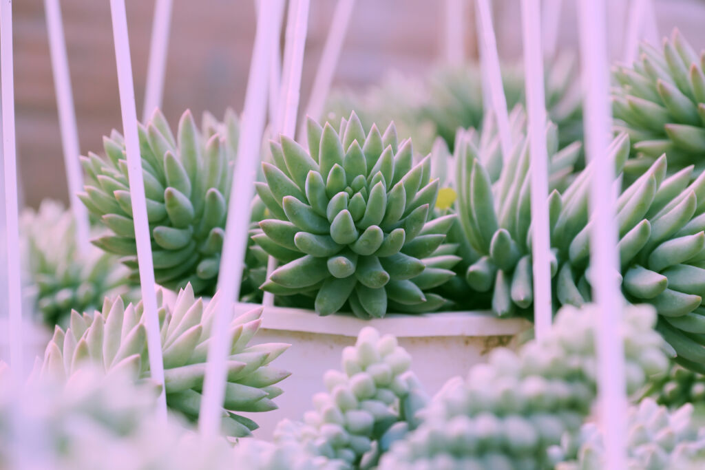 Burros Tail Houseplant