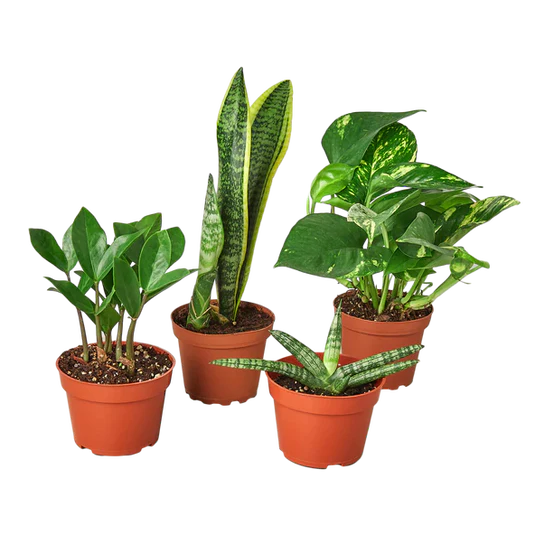 Easy care houseplants 