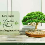 Title-Low Light Bonsai Plants Care Suggestions