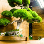 best indoor trees