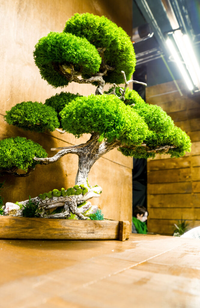 best indoor trees