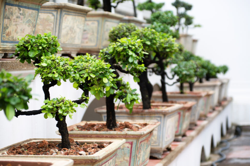 Indoor bonsai tree