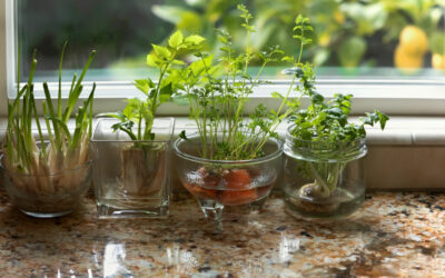 growing indoor herb garden