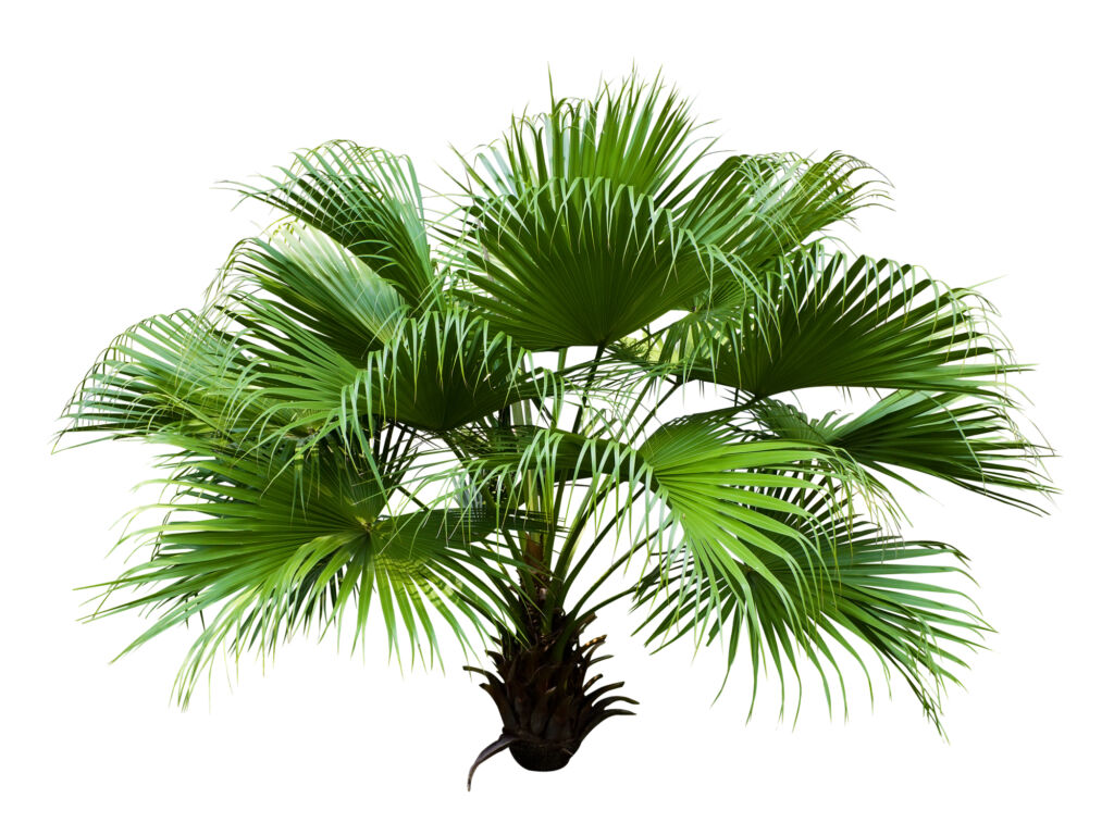 Chinese Fan Palm