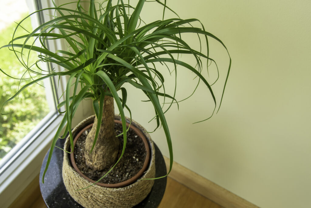 Ponytail Palm Tree