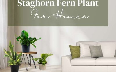 Title-Staghorn Fern Plant For Homes