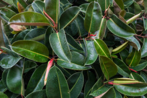 blooming rubber fig tree