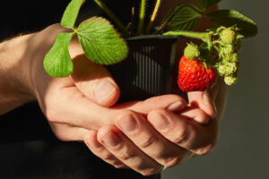 pot for strawberries