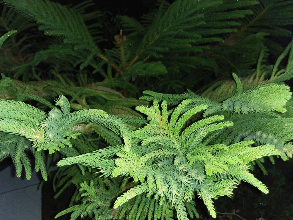 norfolk Island pine houseplant