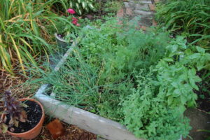 basil, chives, and cilantro