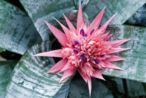 flowering bromeliads