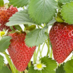 strawberry plant indoors