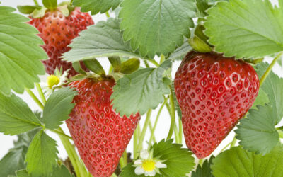 strawberry plant indoors