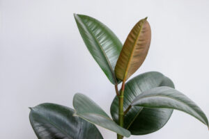 ficus elastica care