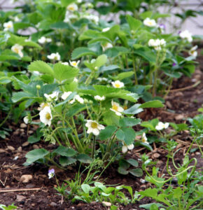 planting fragaria ananassa