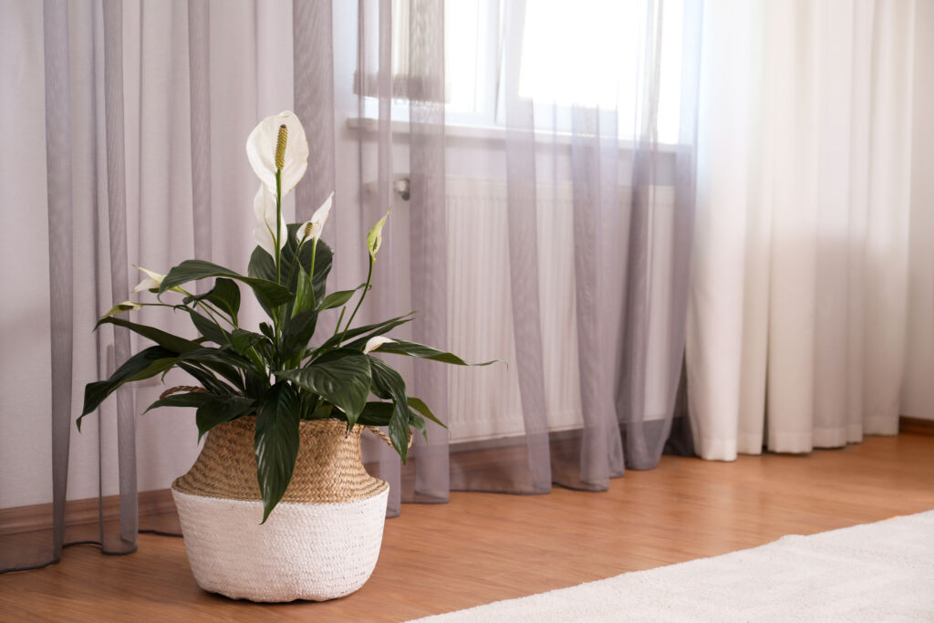 houseplants that like low light