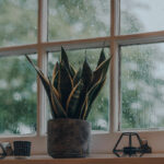 houseplants that like low light