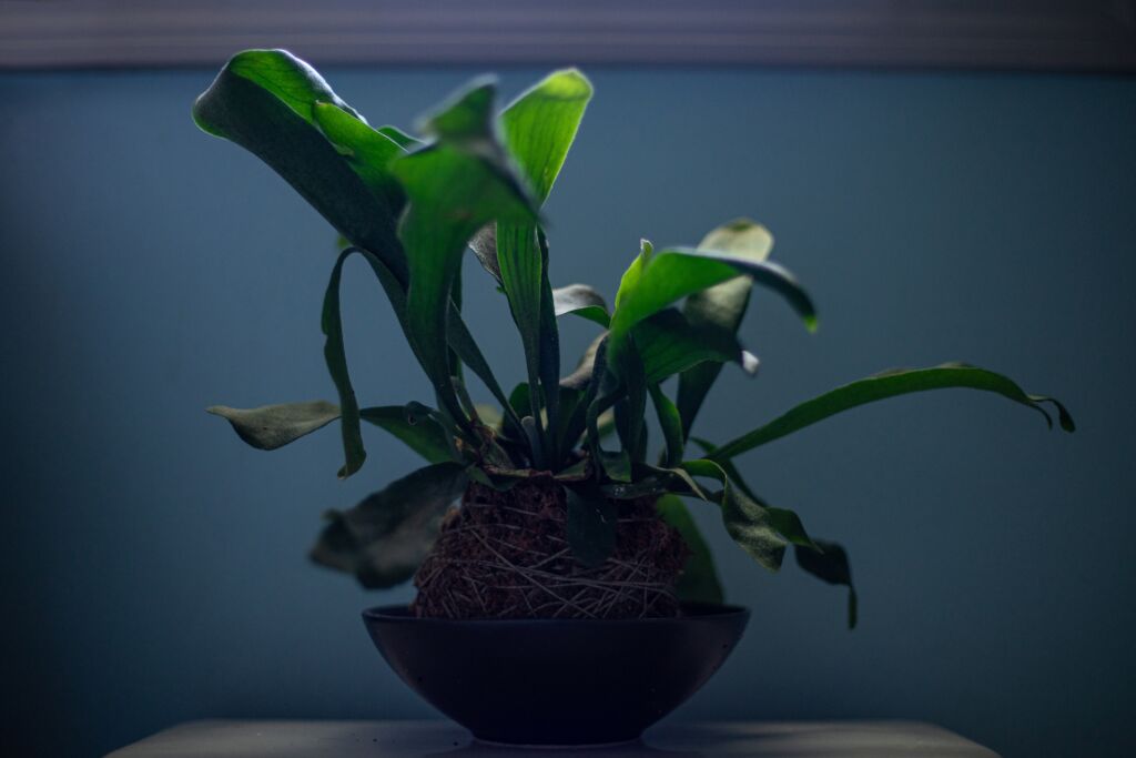 Staghorn fern plant